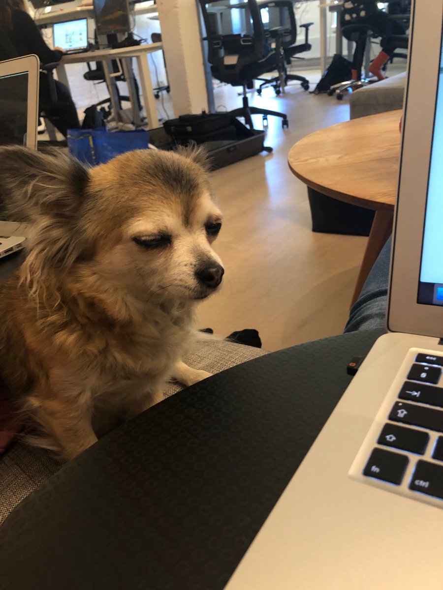 Se fiilis, kun työkaverisi paidassa on kissan kuvia. #toimistokoira #työelämä ⁦<a href="/DogsOfAdvance/">Dogs of Advance</a>⁩ ⁦<a href="/AdvanceB2B/">Advance B2B | Marketing Agency</a>⁩