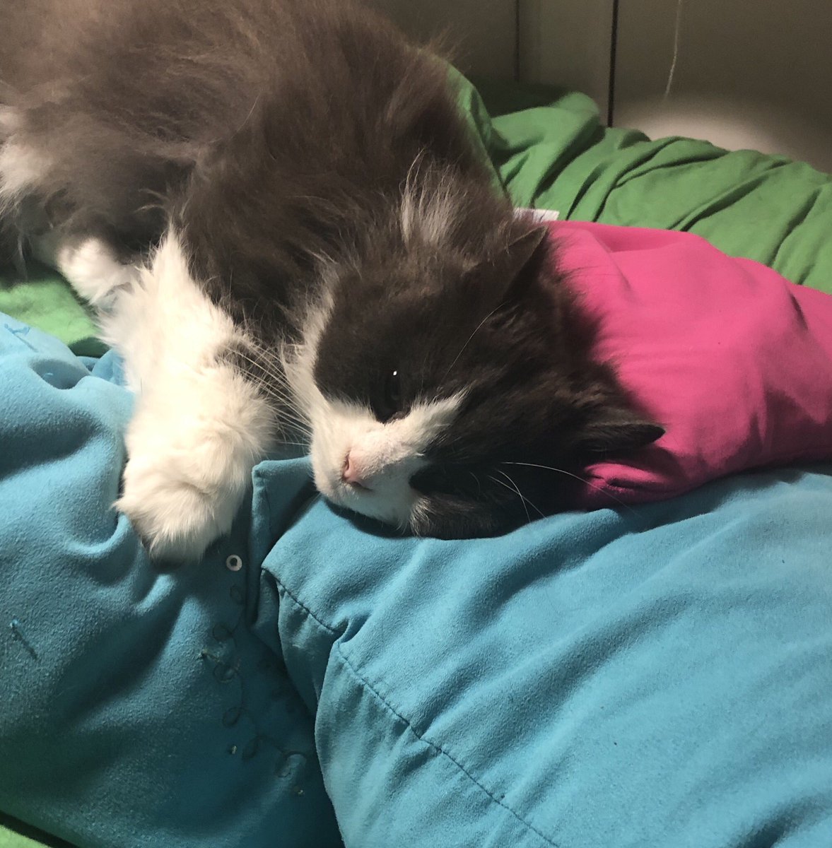 RulesRuby's tweet photo. I’m so exhausted after breakfast that I didn’t quite make it onto the chair and fell into the pillows instead. #exhausted #CatLogic #cattruths I’ll stay here for the rest of the day...and possibly night. #SundayMorning https://t.co/pgon6ZRaVs