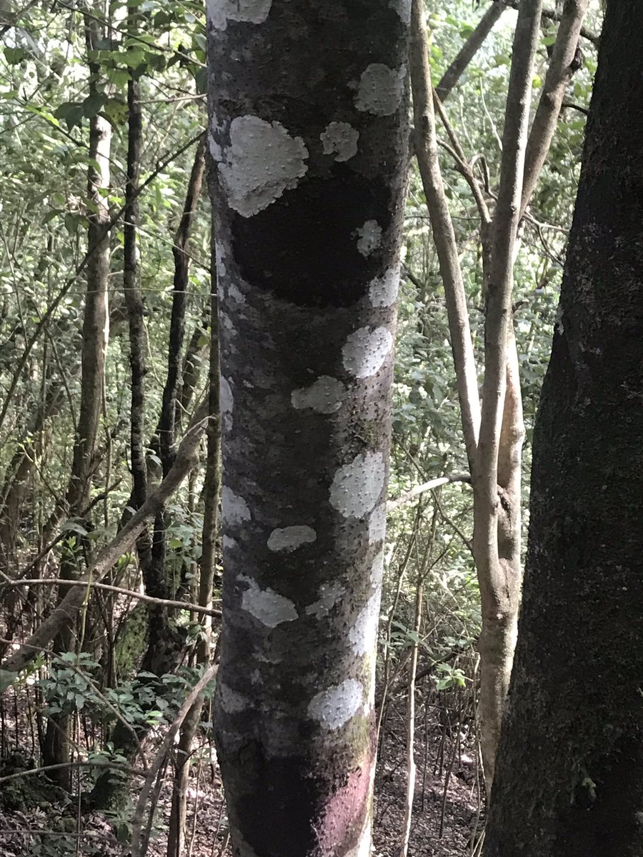 TurismoLosSilos's tweet photo. #NaturalezaSorprendente 😮 💚📍#LosSilos #IslaBaja #ParqueRural #Teno #Tenerife #TenoParc #TenoPark #RuralParkTeno #NatureSurprise #NatureSuprenante #MonteDelAgua #LaurelForest #Lorbeerwald #VisitTenerife #CanaryIslands 💙 https://t.co/9JvoPvd7M9