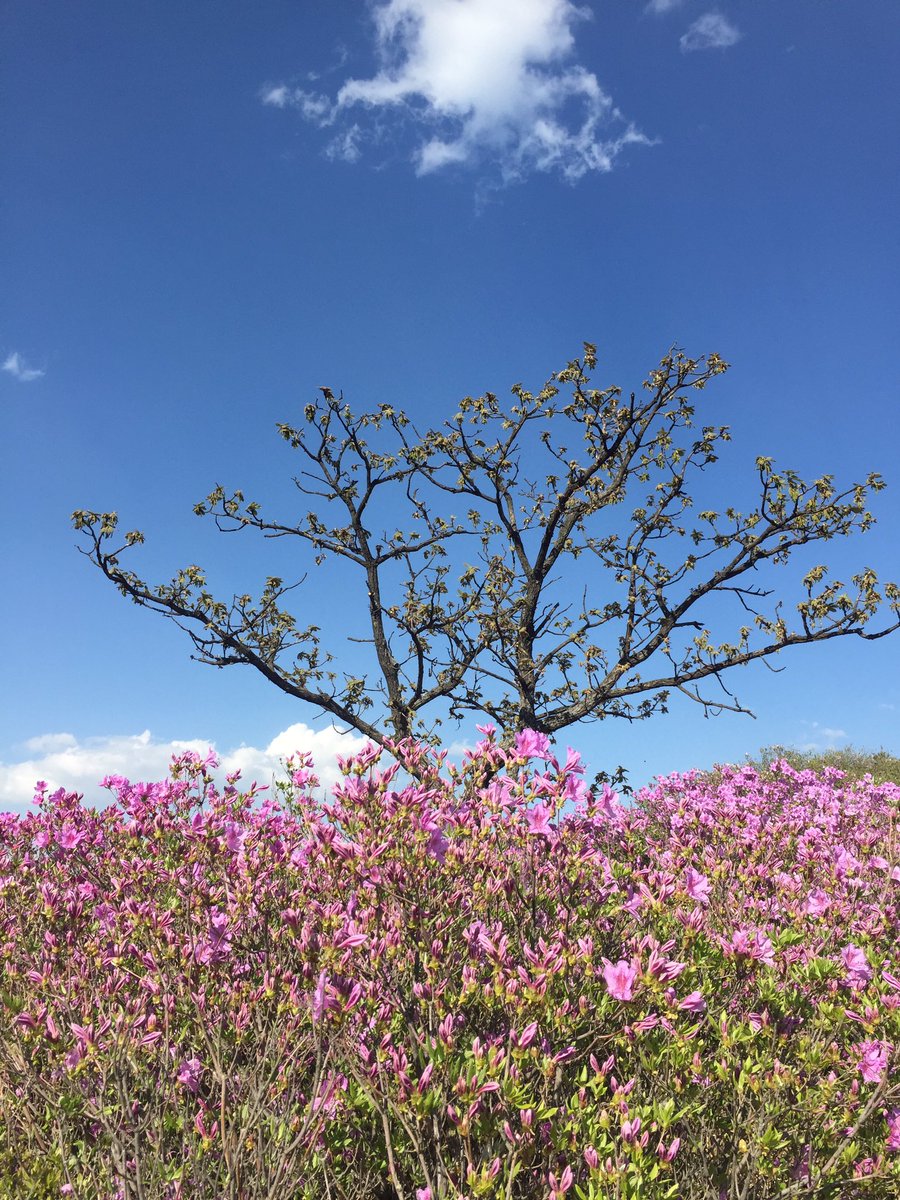 eelnueeaj's tweet photo. 황매산철쭉제 너무 좋은 하루~ #황매산철쭉제 #철쭉제 #합천축제 #합천황매산철쭉제 https://t.co/6CnKavQD6d