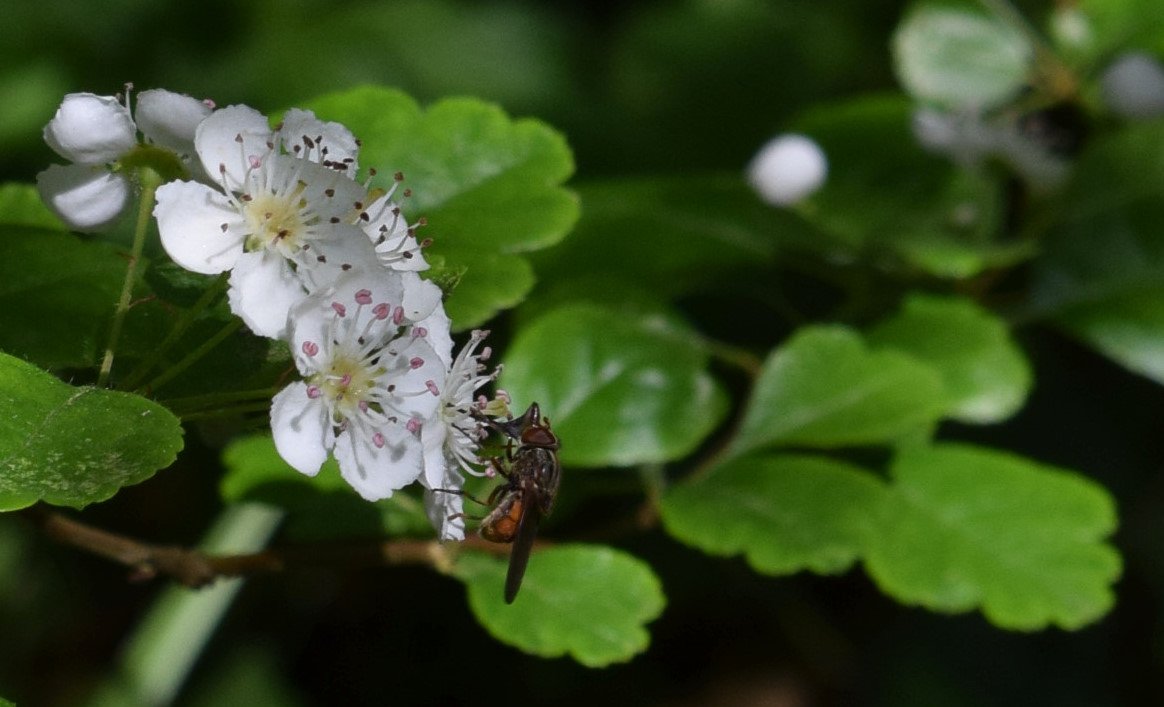 Dylan Hodgkiss tweet media