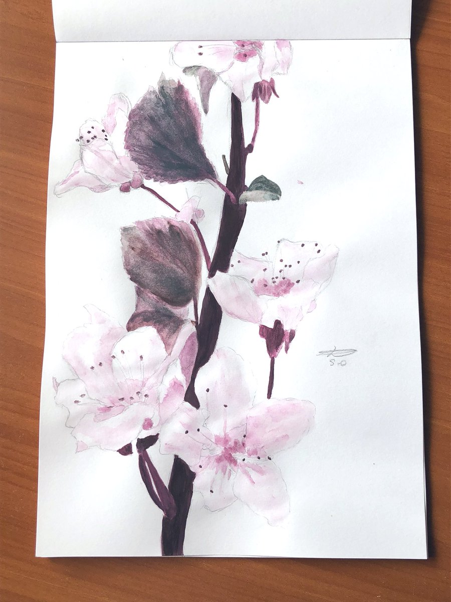 petitelune9's tweet photo. Fleur de cerisier #draw #drawingchallenge #drawing #drawings #art #Watercolour #pencils #fleur #flower #Flowers #dessin #bloem https://t.co/sHvW3ghXux