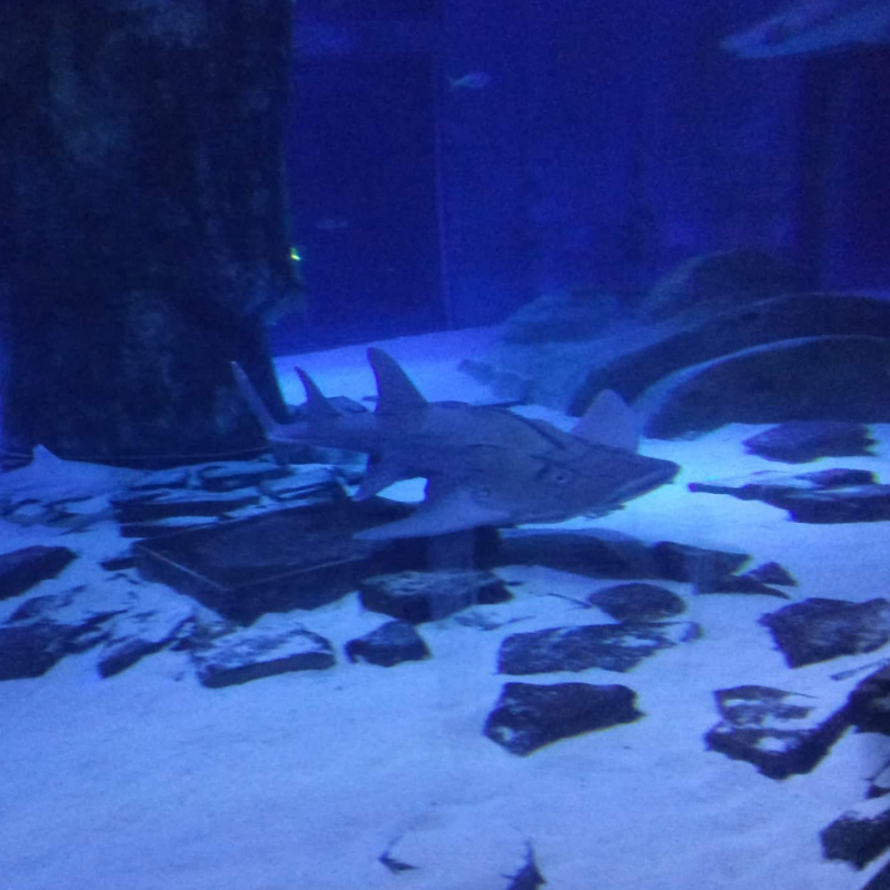 GrandparentHub's tweet photo. If you are looking for somewhere to take the grandchildren, why not consider your local SEA LIFE Centre? Grandad Martyn recently took his grandchildren to  SEA LIFE London Aquarium &amp; had a great time, take a read - https://t.co/M4kGZPc2F2

#sealife #daysout #bankholidaymonday https://t.co/2nQwpwO9pF