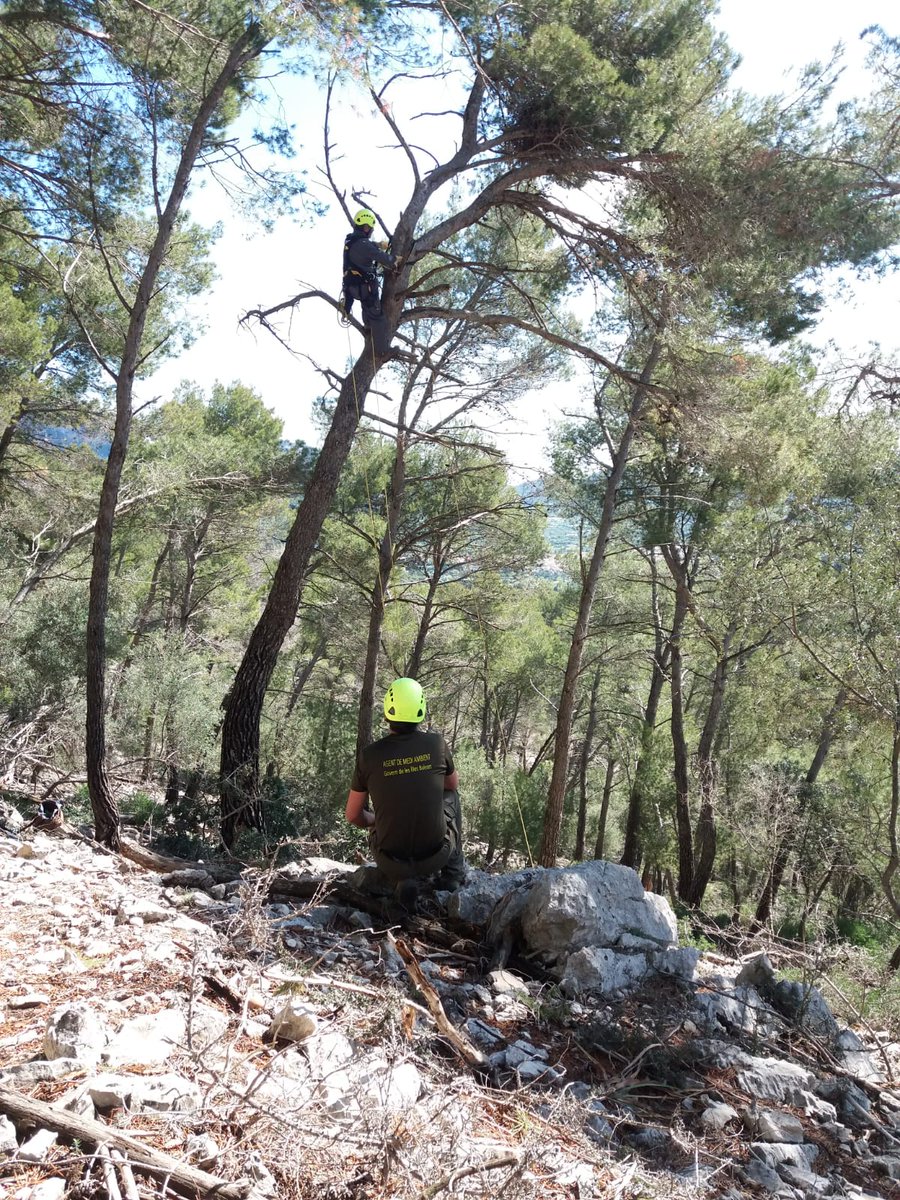 AgentsMediAmbIB's tweet photo. Els @AgentsMediAmbIB recullen el cadàver d'una milana i els tres ous que incubava. A l'espera dels resultats de l'analítica que confirmarà la causa de la mort https://t.co/ss61DTaI3Z