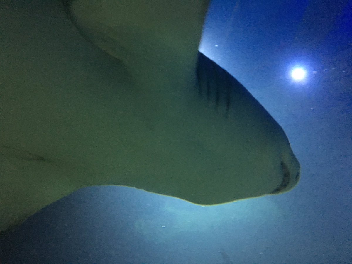 PRXNetwork's tweet photo. Swimming with the fishes? Don't thinks so! Yesterday we published yet another #Announcement! #collateral change, service developments and more. To learn more, please stop by and say ’hi’. $PRX #WeBuildToSucceed Discord: https://t.co/xz6kOfC1Yz   Telegram: https://t.co/onyIyduEmM https://t.co/ZsKTBuTHQd