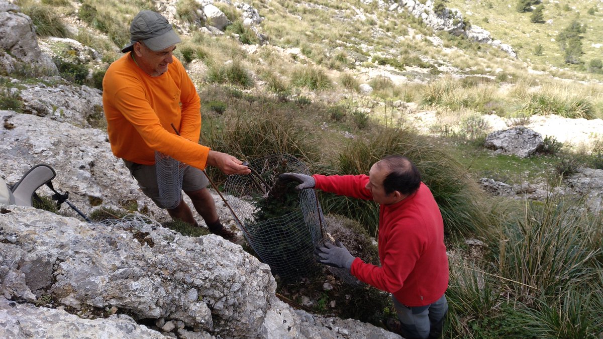 GOBMallorca's tweet photo. 📸 Fa 4 anys el @GOBMallorca va col·locar un protector de reixeta en els únics #teixos petits coneguts a la #SerradelsTeixos.
🌳 El passat #28Abril va tornar amb #voluntaris, ja que els arbrets han crescut i necessitaven un protector més gros com a defensa de les cabres. 👏🏻 https://t.co/F4xBvFchm5