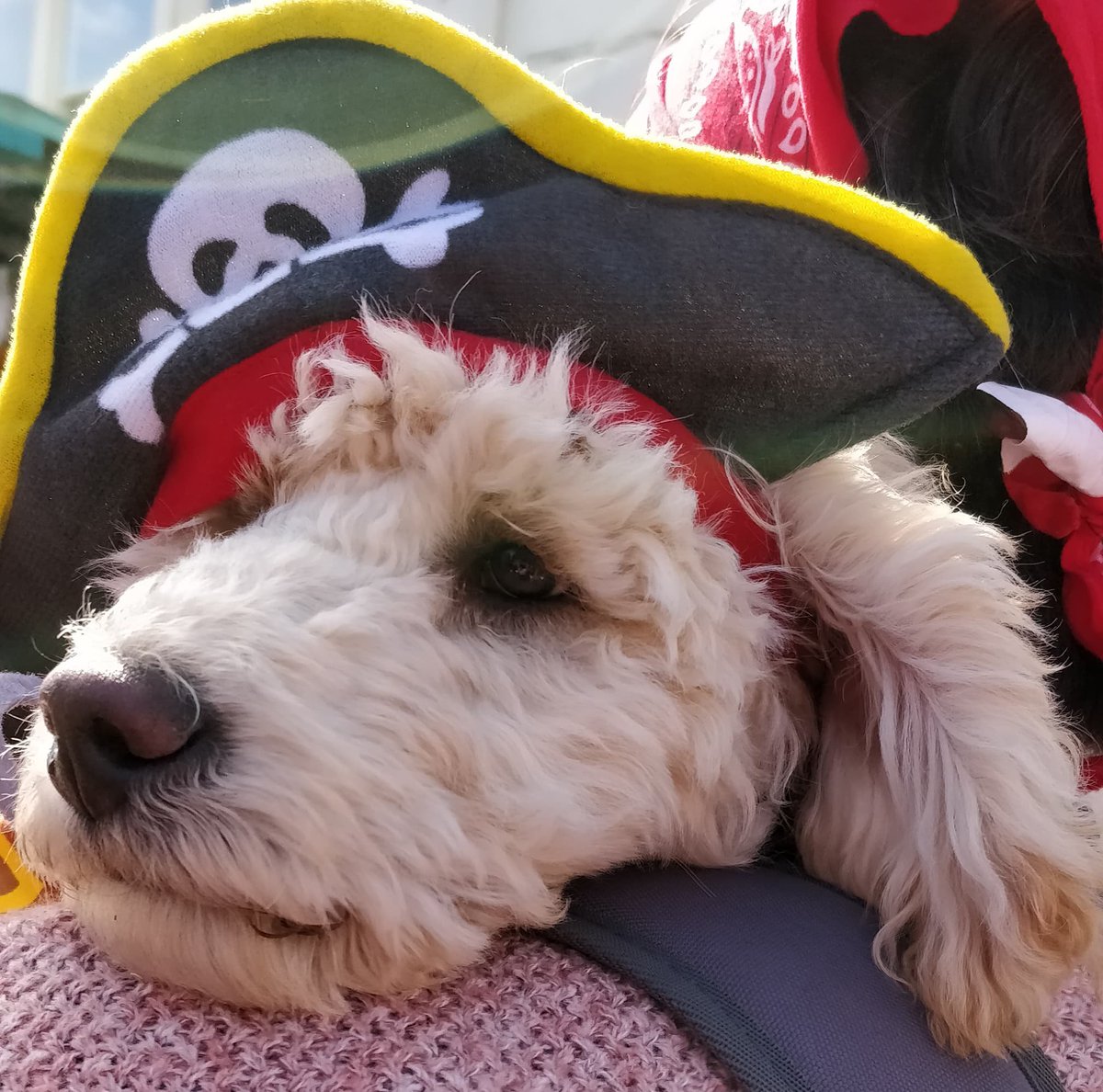mydevonholidays's tweet image. Had a fab day at #Pirates #Festival #Brixham yesterday with Tina Sparkle, and my favourite pirate of the day is... 🐶#BoostTorbay #OMGB @TourismTweetsGB @GreatDevonDays @Devon_Hour #torbayhour  @BrixhamPirates  #Devon
