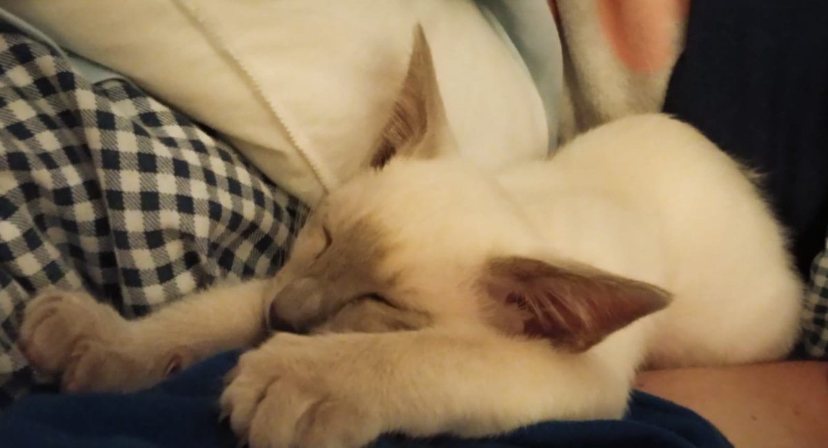 RikoThunderpaws's tweet photo. @BengalWilma I think Nariko has the right idea too 😉 https://t.co/3Jo7fI3Ei8