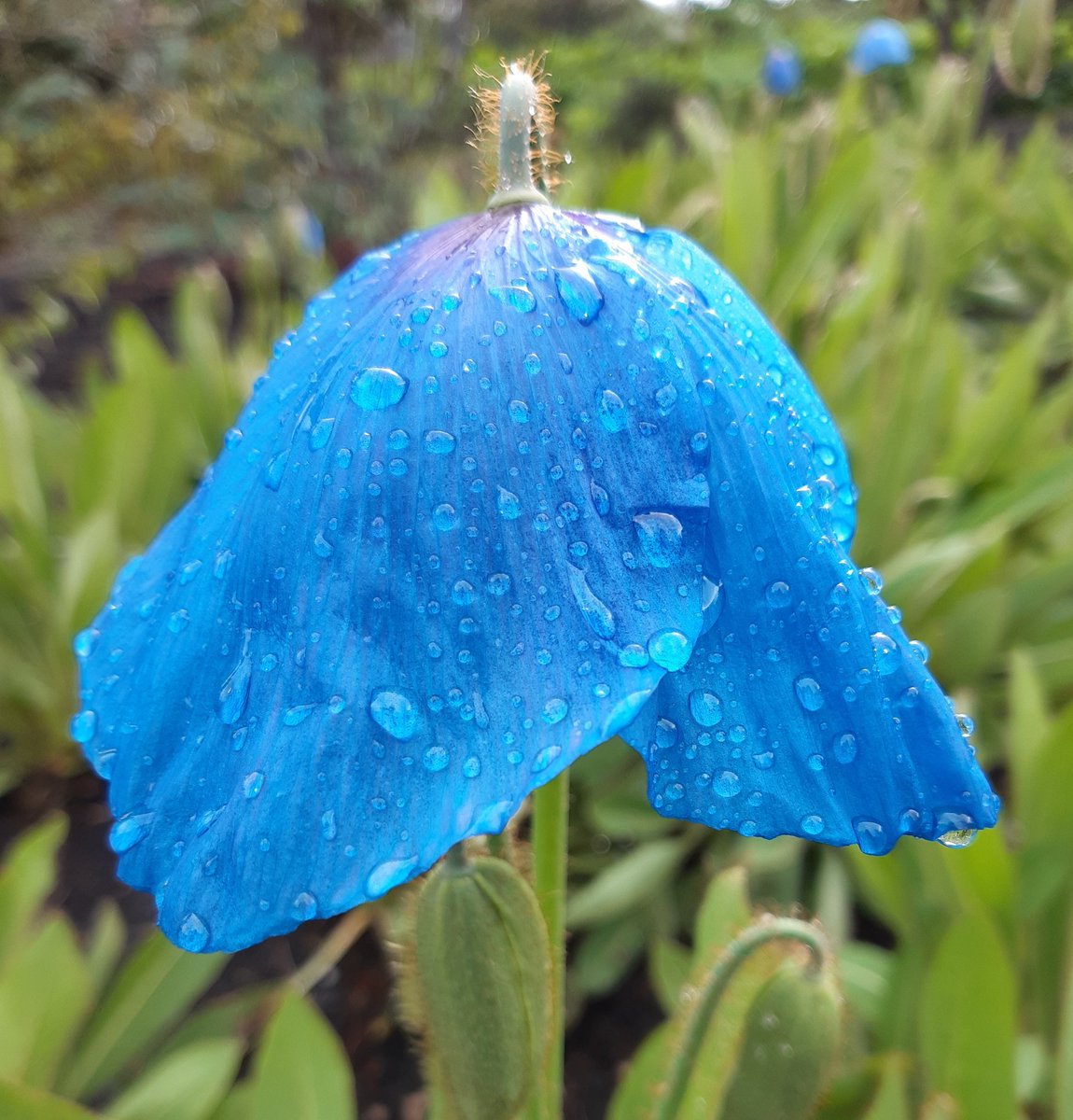 The Blue Himalayan Poppies or Meconopsis are just starting to flower in the Woodland Garden <a href="/TheBotanics/">Royal Botanic Garden Edinburgh</a> This is the hybrid Slieve Donard probably one of finest and most reliable #rbgehort