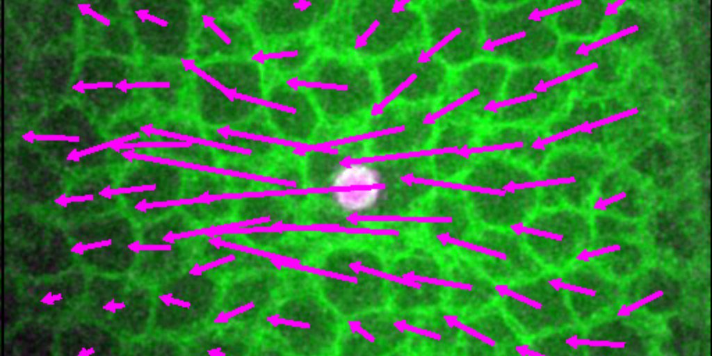 the_prbb's tweet photo. #prbbNEWS Researchers at the @CRGenomica design a new method to probe tissues in living organisms. The methodology they have designed allows them to understand how cell or tissue mechanics can change during #embryogenesis. 👉 https://t.co/OLuPKHVCTu https://t.co/7Uhv0Vd8IR