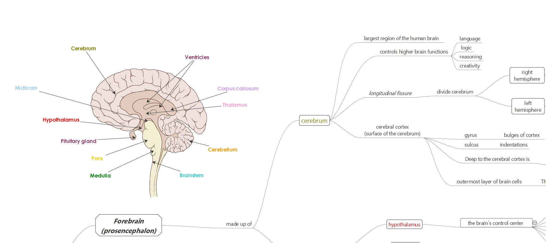Functions Of The Brain Map - D53uf 3X4AEzwRp Large