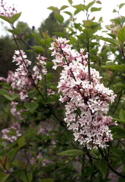 GuyBarter's tweet photo. Lilacs, hugely hardy, popular in Russia for example, have brief but exuberant season - good to see so many planted in the country garden @RHSWisley to complement the rhododendrons in the woodland gardens, and unlike rhodies can be grown in any soil or site https://t.co/DJUO0qzT51