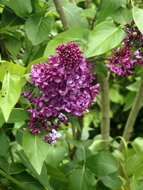 GuyBarter's tweet photo. Lilacs, hugely hardy, popular in Russia for example, have brief but exuberant season - good to see so many planted in the country garden @RHSWisley to complement the rhododendrons in the woodland gardens, and unlike rhodies can be grown in any soil or site https://t.co/DJUO0qzT51
