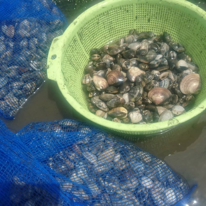 21 木更津海岸で潮干狩り 口コミは 駐車場やアクセス情報 Omoshiro Factory お出かけ情報 ドラマ エンタメ系サイト