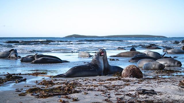 Captain_Maji's tweet photo. Sea Lion Island: Young Southern Elephant Seals alternate between rest and play on the white sand beach.
.
.
#FalklandIslands
#SeaLionIsland
#sonya7riii
#Latergram https://t.co/izcWNJdMnB https://t.co/UYY8SX6Z5C