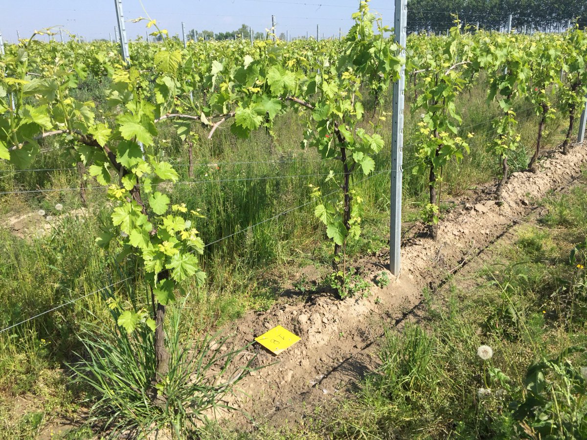 WBA_social's tweet photo. GRuppo di #lavoro per Esperienze #Ecologiche Nuove e per una #VIticoltura #Sostenibile #Innovativa #Originale e #Naturale #GreenVision @vinoecibo #ConsorzioTutelaViniMerlaraDoc @DiBio_UniPD #sostenibilità #biodiversità #ambiente #vino #agricoltura @GrazianoFerro #bioindicatori https://t.co/PJawPlI7Al
