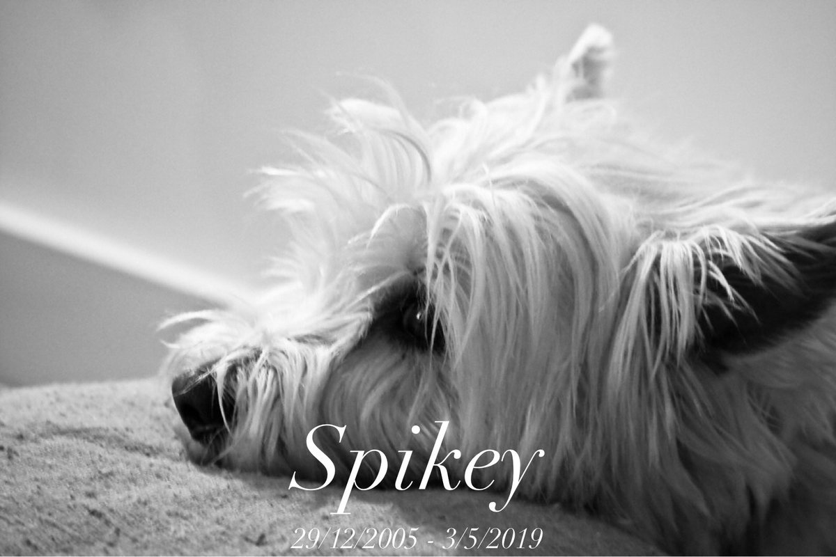 Intens verdrietig zijn wij door het overlijden van onze Spikey Woningadviseur. 
Hij was altijd bij ons, niet alleen als kantoorhond, maar ook als Assistent Makelaar io, waarbij hij menig woning op een andere manier onder de aanbracht heeft gebracht. We missen hem enorm! 💔