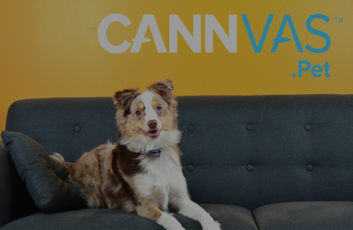 happybellyfg's tweet photo. Cannvas is pleased to announce the #official launch of #CannvasPet - a digital #cannabis #education resource for #animals, powered by @cannvasme and #CannvasData. Access the full #PR here: https://t.co/w9DIjSHkVE #cannabiseducation https://t.co/rsV59IOh23
