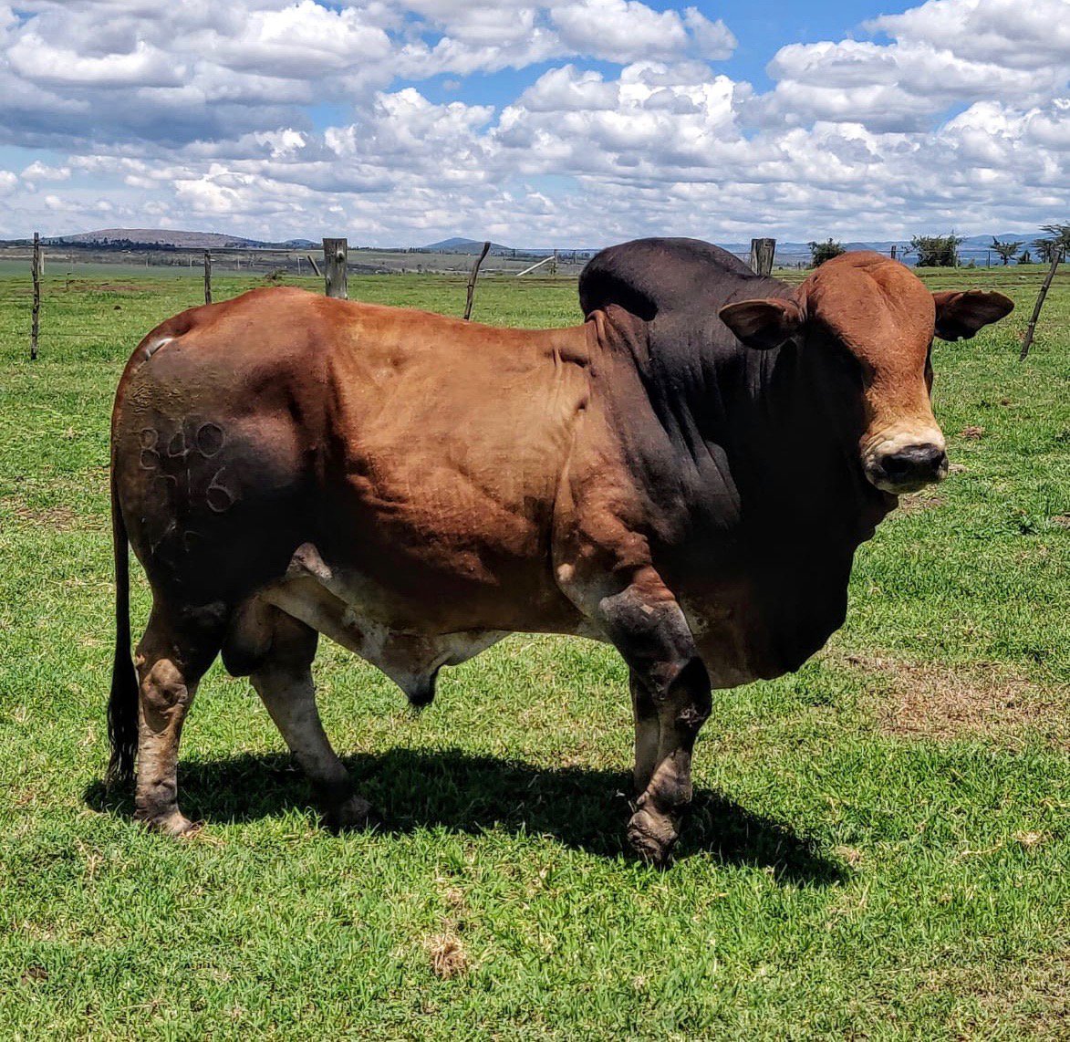 olpejetabeef's tweet photo. Looking to improve your herd? This proven stud bull will add width and depth while keeping things tidy. PRICE: Kshs 250k. Email olpejetabeef@olpejetaconservancy.org now to reserve him. #BoranBull #Boran #BoranBreeders #BoranCattle https://t.co/yzORzG53nO