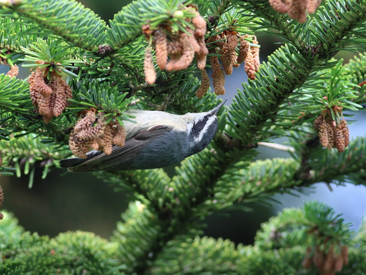 AndyWGettysburg's tweet photo. Quick walk around Gettysburg National Cemetery on my way to work. Seven Cape May Warblers and a Red-breasted Nuthatch in one tree! #pabirding https://t.co/MAZFp5a3yM