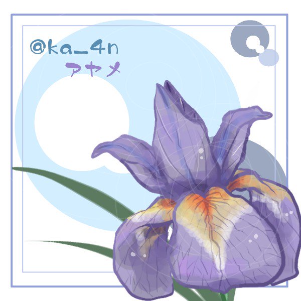 アヤメのtwitterイラスト検索結果 古い順 アヤメのtwitterイラスト検索結果 古い順