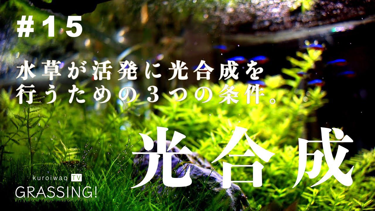 ますお 5 まじでgw金使いすぎてカツカツ あと後半2日寝まくってた 1日中youtubeでアクアリウム動画見てたけど やりたくてたまらん てかこの人の映像綺麗で声優しくて聞いてたらすぐ寝てしまう笑 おすすめ Grassing 水草水槽 アクアリウム T