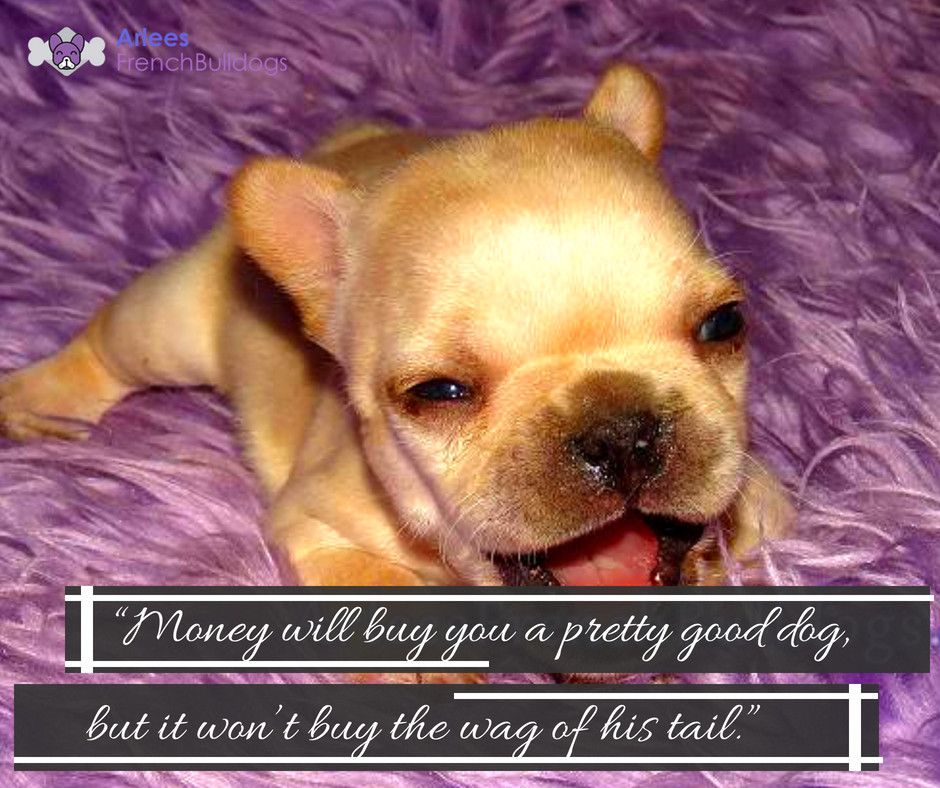 “Money will buy you a pretty good dog, but it won’t buy the wag of his tail.” - Arlees French Bulldogs

'We are the home of your new friend'

#frenchieforsale #frenchbulldogbreeder #frenchiebreeder #bestfrenchiebreeder #fawnfrenchbulldog