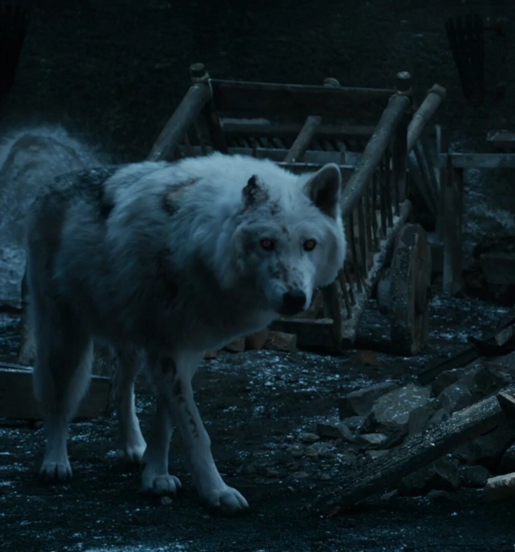 iamasmiii2's tweet photo. Head pat and hugs for the goodest boi. He deserved better. 
#Ghost 
#GameofThrones https://t.co/6FIZentF0N