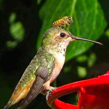 HelpingBees's tweet photo. Bees sleep,
have personalities
&amp; recognise faces. 🐝

13 fascinating bee facts 
via @mental_floss 
https://t.co/ELMp75LLzt #savethebees #honeybees #nature #pollinators https://t.co/9pXpRgsHyZ