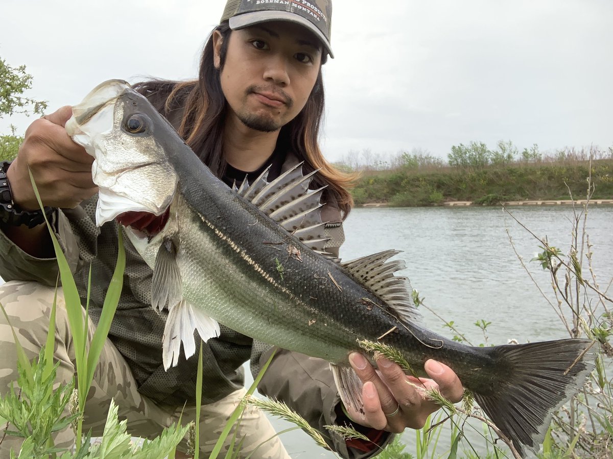 マサ Ar Twitter サクラマスの外道だけど シーバス 子吉川で初シーバスだ マサ Ar Twitter サクラマスの外道だけど シーバス 子吉川で初シーバスだ