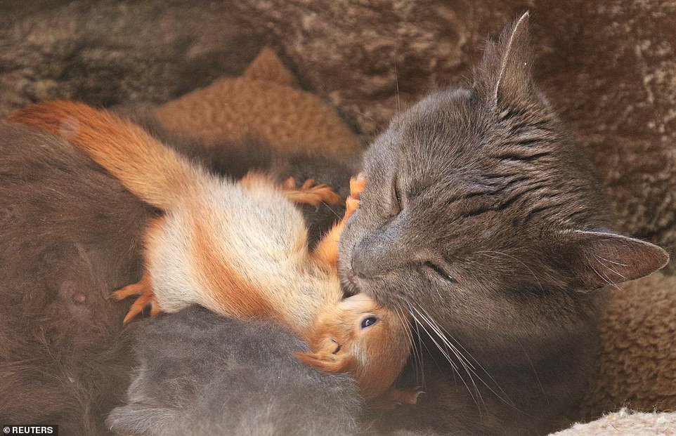 Zweder_Masters's tweet photo. Pusha the cat has adopted four b baby squirrels.

You're welcome. https://t.co/CHEIyCXAqa
