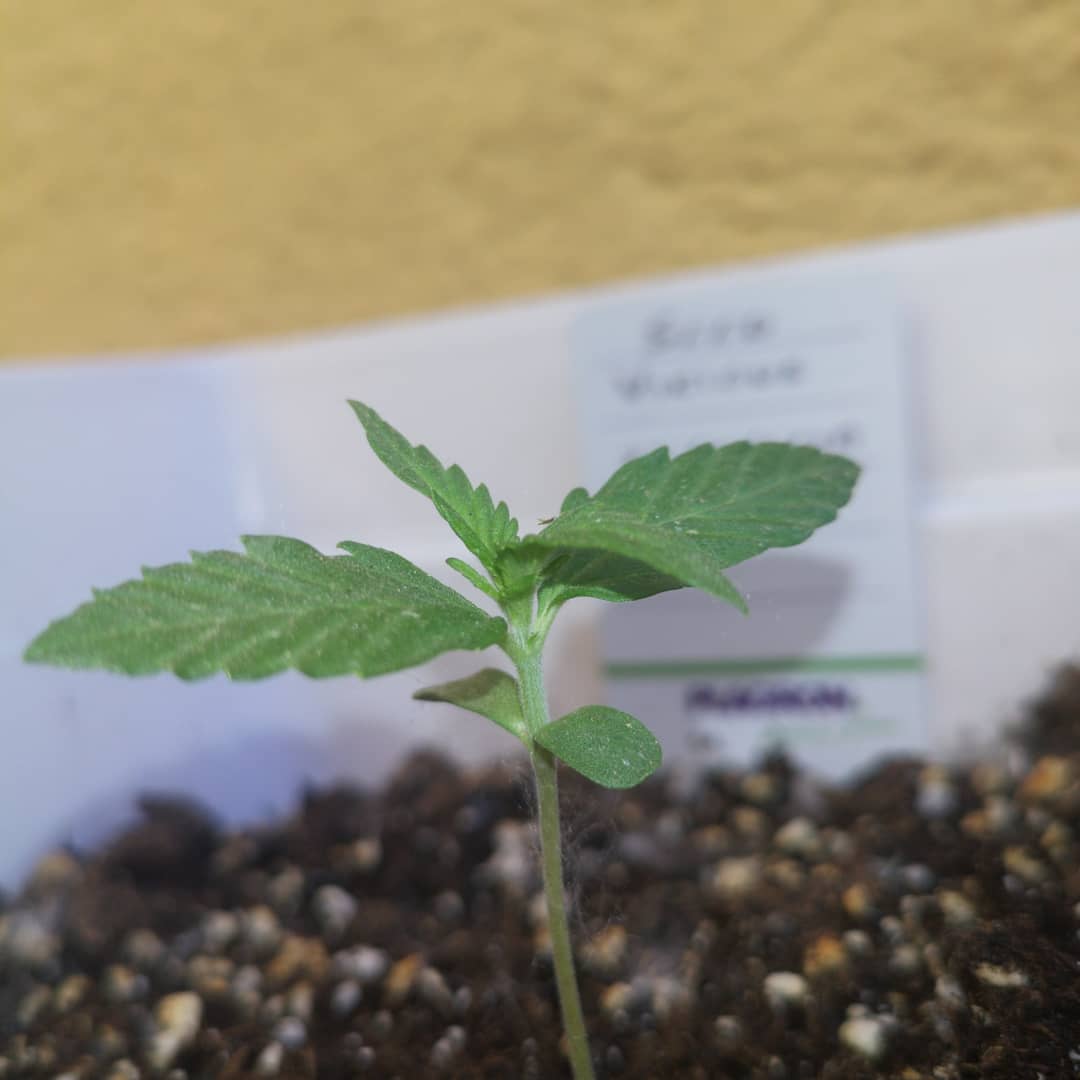 ZaraGrowShop's tweet photo. Seguimientos:
.
Seed Vicious Auto de @CoreSeeds
.
Fertilizantes @AtamiEU
.
13 días
.
#GrowShop #Zaragrow #GrowShopZaragoza #Marihuana #Cannabis #Autocultivo #CultivoExterior #SeedViciuosAuto #CoreSeeds #Atami #Seguimientos #420 https://t.co/YlKn4RflyR