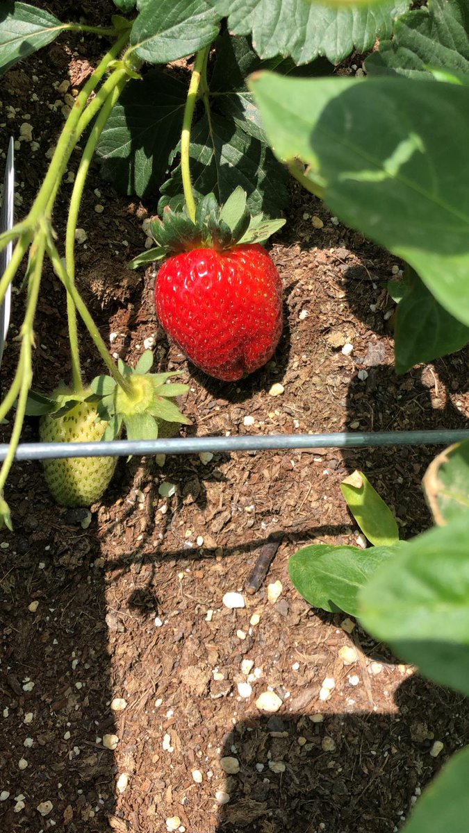 Inferco's tweet image. Seguimos recibiendo fotos de los resultados que está dando nuestro sustrato HUERTO URBANO! Los puedes ver tu mismx 😊🍓🥬.

Y tú? Te animas a tener tu huerto ecológico en casa?

Gracias por las fotos, nos podéis seguir enviando fotos de todas vuestras cosechas! 🤩