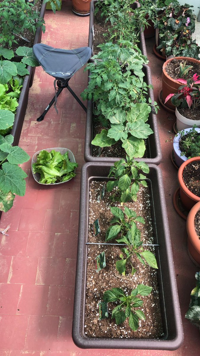 Inferco's tweet image. Seguimos recibiendo fotos de los resultados que está dando nuestro sustrato HUERTO URBANO! Los puedes ver tu mismx 😊🍓🥬.

Y tú? Te animas a tener tu huerto ecológico en casa?

Gracias por las fotos, nos podéis seguir enviando fotos de todas vuestras cosechas! 🤩