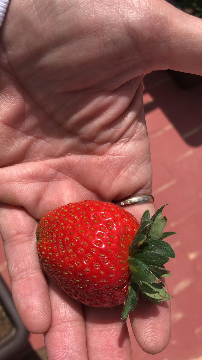 Inferco's tweet image. Seguimos recibiendo fotos de los resultados que está dando nuestro sustrato HUERTO URBANO! Los puedes ver tu mismx 😊🍓🥬.

Y tú? Te animas a tener tu huerto ecológico en casa?

Gracias por las fotos, nos podéis seguir enviando fotos de todas vuestras cosechas! 🤩