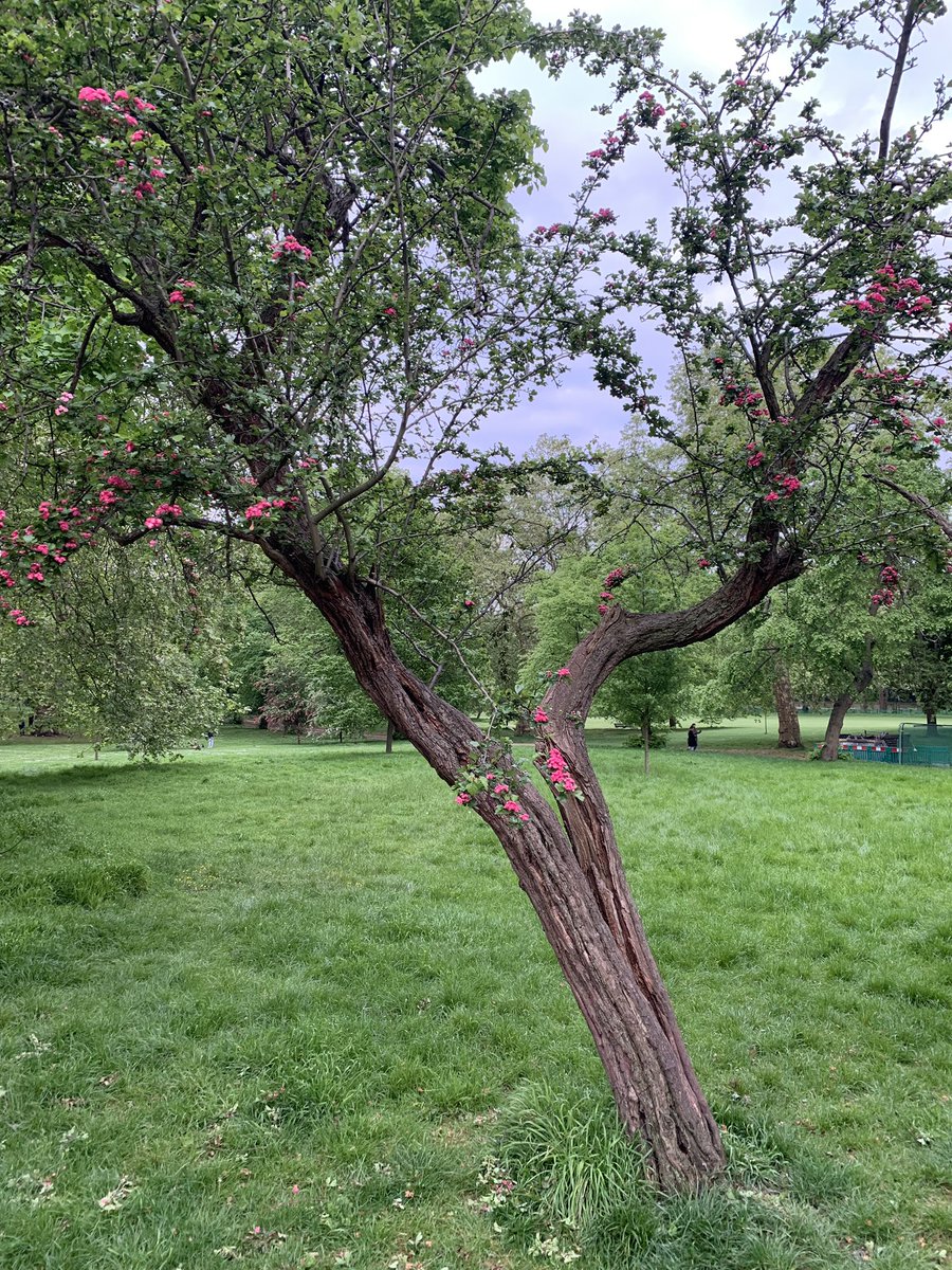 Life finds a way

Green Park, London.