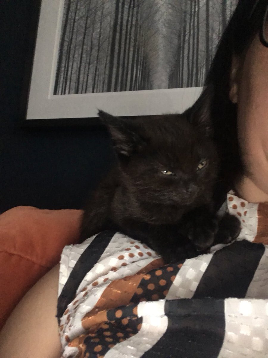 MickbobandMabel's tweet photo. Getting comfy! #MickBob #Kittens https://t.co/Q3m6lgXsz4