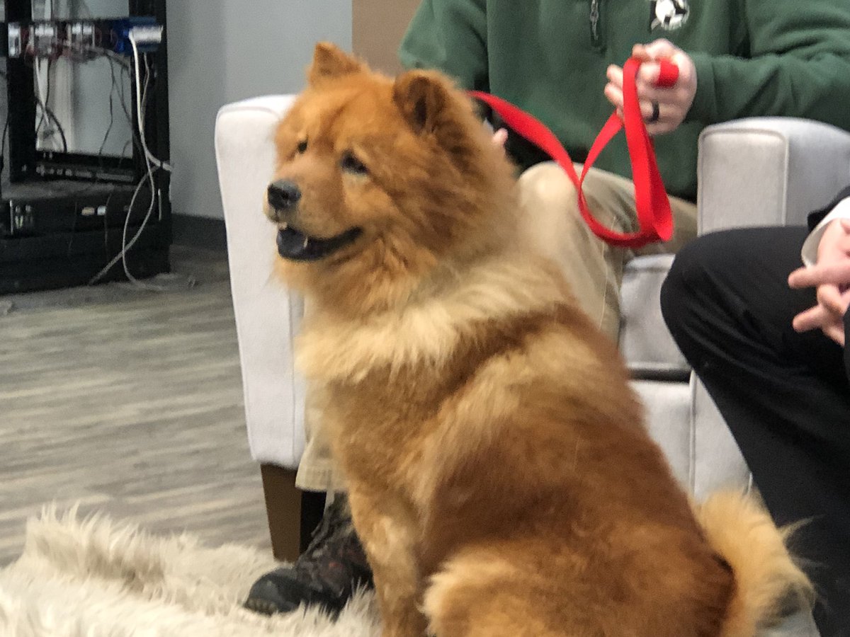 Check out this Chow-Chow! Diablo is 7-years-old and needs help finding his forever family. He was such a good boy this morning. <a href="/ChemungSPCA/">Chemung County SPCA</a>