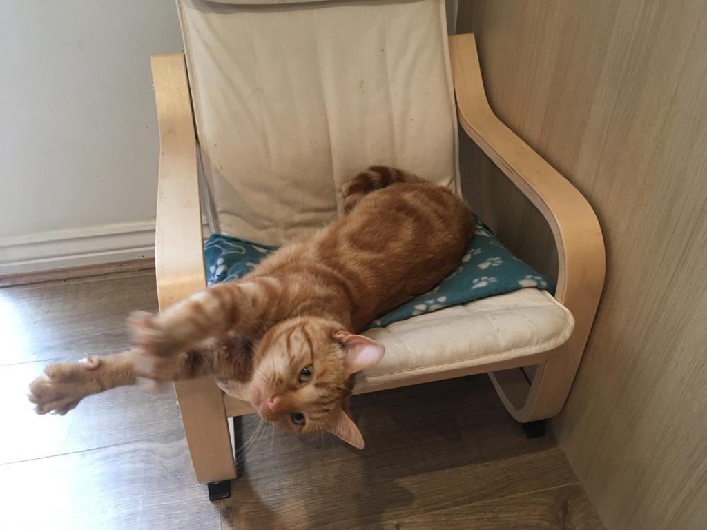 Jaspercat8's tweet photo. Introducing: my bed. The blanked came with me from my RSPCA rescue centre, and the chair itself used to be my human sisters. I love my bed. And it’s in the kitchen so I can sleep near the food https://t.co/e3SfvS0T03