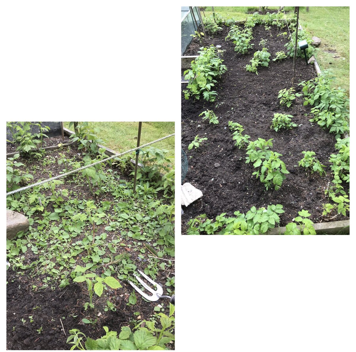 Weeding the raspberry bed. Wasn’t on my job list - I’ll add it so I can cross it off! Very satisfying. Inside and out - clear and sort before you buy new.