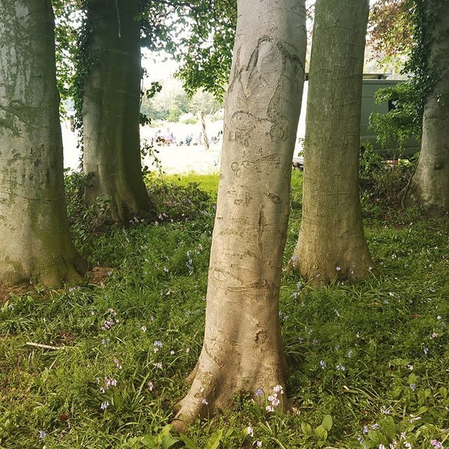 alsouthgate's tweet photo. Beech bows and people https://t.co/DZDMXKdPEU https://t.co/KjWSjWvQ41