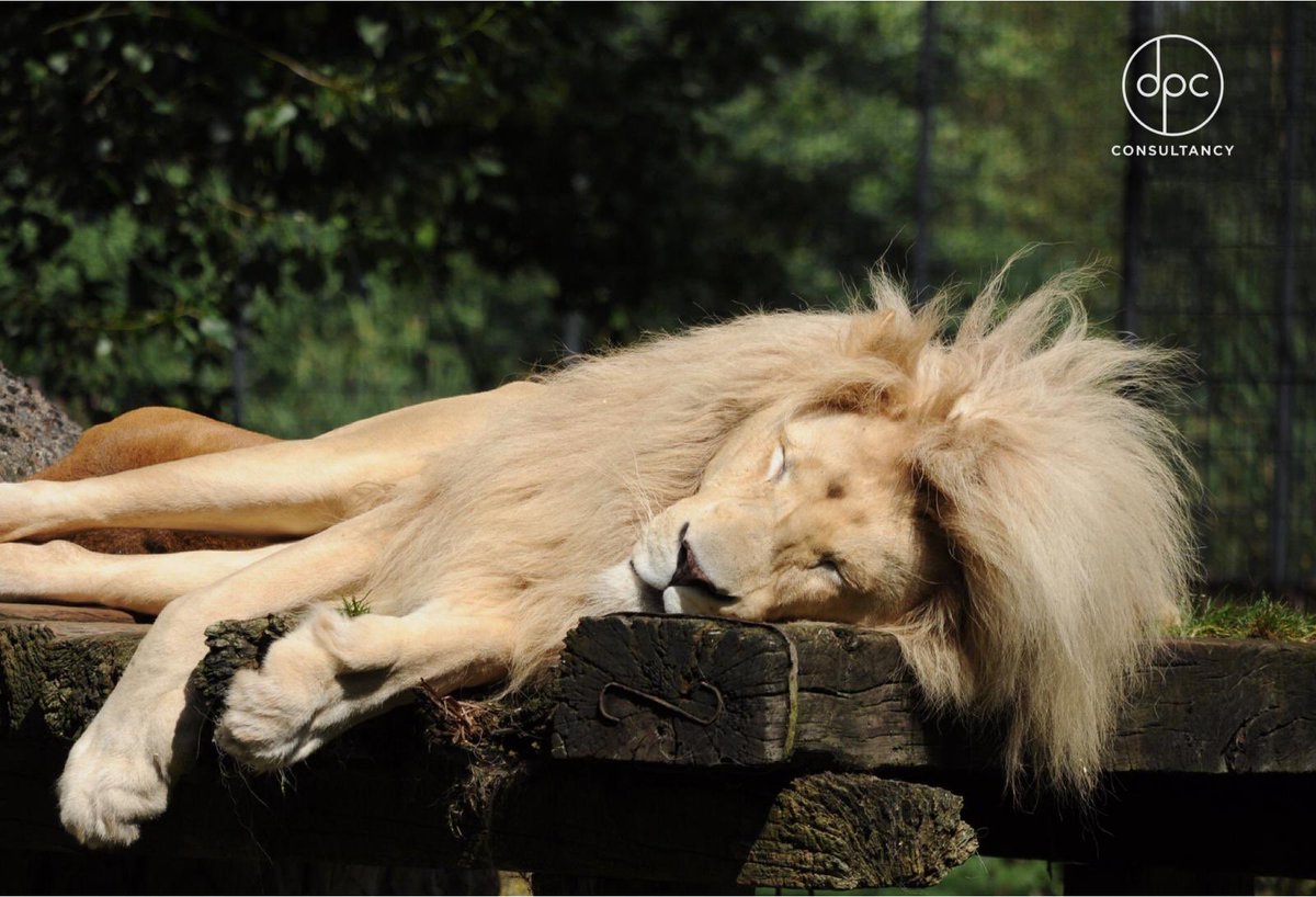 drewpovey's tweet image. So...my goal today is to move only enough so people don’t think I’m dead 😴
#EatSleepRepeat
#BankHolidayMondays 
#SleepingLions