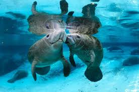 On #ManateeMonday, everyone deserves a kiss :3