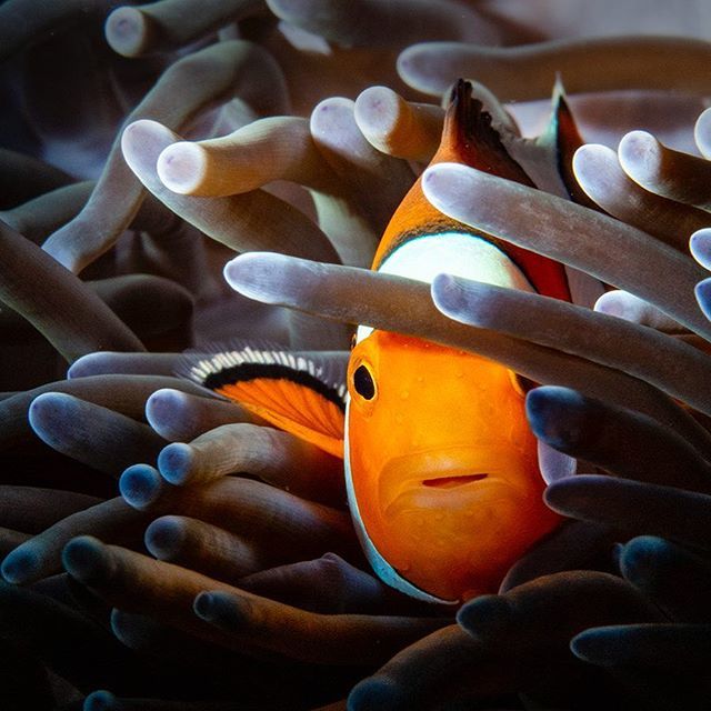 RaymondWennekes's tweet photo. The sea anemone has poisonous tentacles but the clownfish builds up an immunity to the sea anemones lethal sting over time because of a layer of mucus on the clownfish's skin.
.
.
#seaandsea #seaandseaimaging #ysd2 #lightandmotion #hugyfot #underwaterpho… https://t.co/DaR0VCzZ2t https://t.co/asOGTRoScl