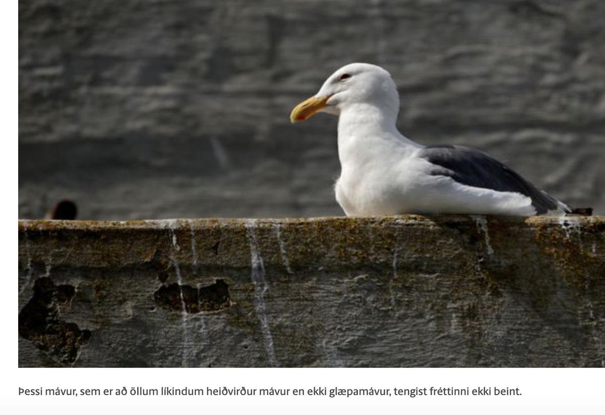 "Þessi mávur, sem er að öllum líkindum heiðvirður mávur en ekki glæpamávur, tengist fréttinni ekki beint."