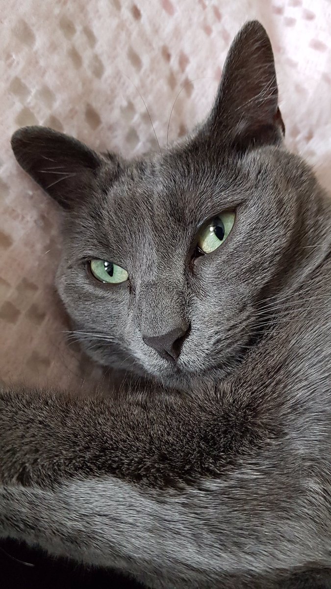 Hanns231's tweet photo. @IvCavello T miran con esos ojos verdes de adorabilidad y maldad que t encandilan jajajaja https://t.co/kChtoqvxSN