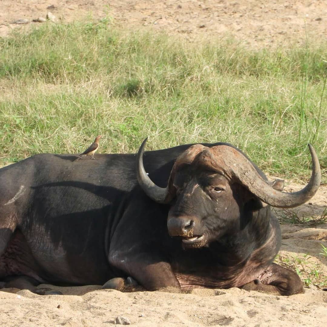 Marloth Restaurant (@amazingkruger) on Twitter photo 