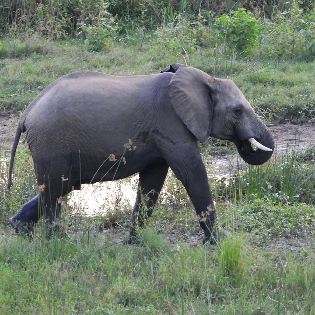 Marloth Restaurant (@amazingkruger) on Twitter photo 