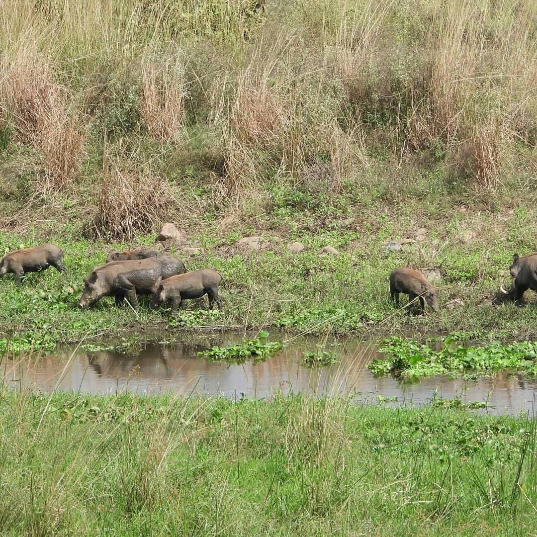 Marloth Restaurant (@amazingkruger) on Twitter photo 