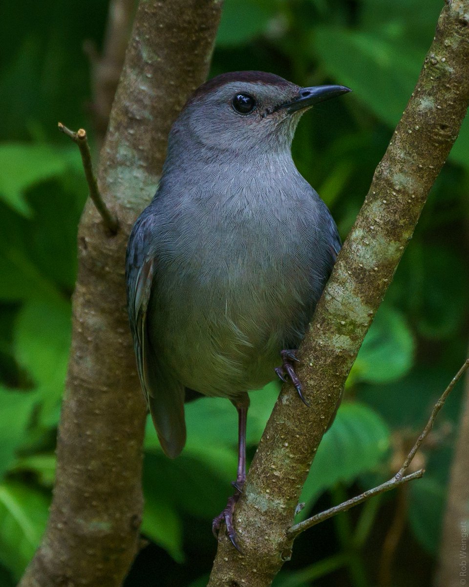 subtraho's tweet photo. Springtime Catbird
#graycatbird #carbird #meooooow
#wildlife #wildlifephotography #birding https://t.co/46SD1TT7Ro